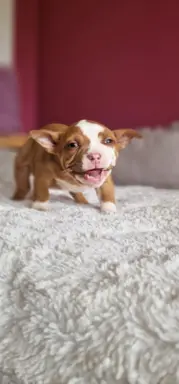 American Bully Pocket suczka 4