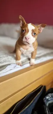 American Bully Pocket suczka 6