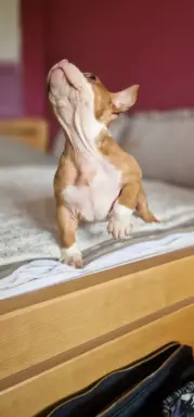 American Bully Pocket suczka 5