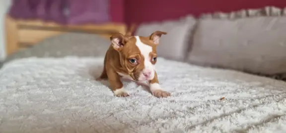 American Bully Pocket suczka 8