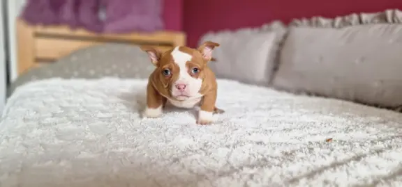 American Bully Pocket suczka 1
