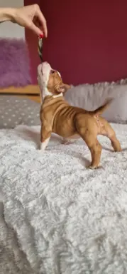 American Bully Pocket suczka 7