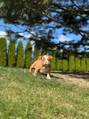 American Bully Pocket suczka 2