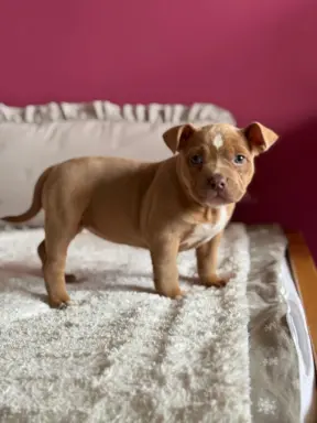 American Bully Pocket suczka 2