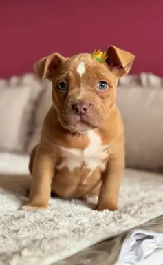 American Bully Pocket suczka 3