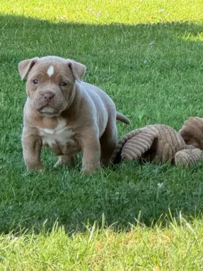 American Bully Pocket suczka 4