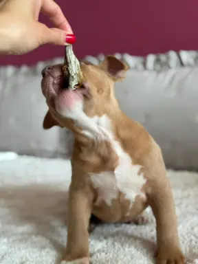 American Bully Pocket suczka 5