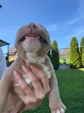 American Bully Pocket suczka 6