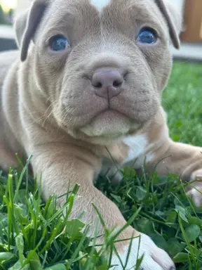 American Bully Pocket suczka 7