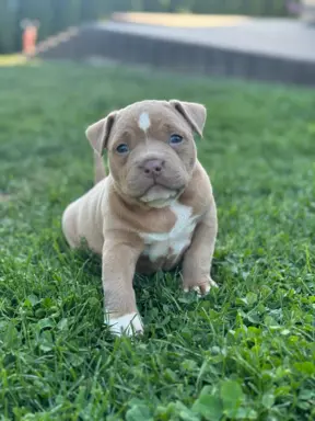 American Bully Pocket suczka 8