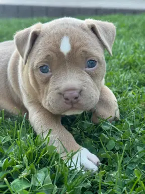 American Bully Pocket suczka 9