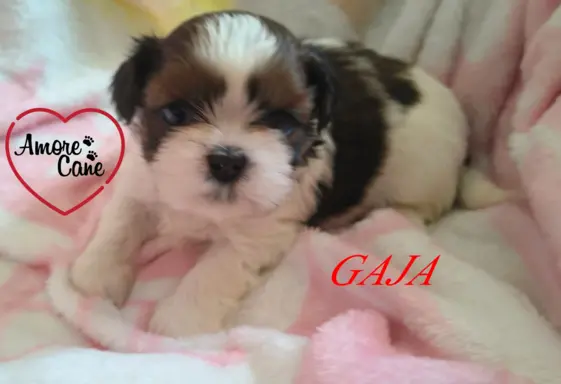 ŚLICZNE DZIEWCZYNY SHIH-TZU, 3