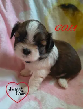 ŚLICZNE DZIEWCZYNY SHIH-TZU, 4