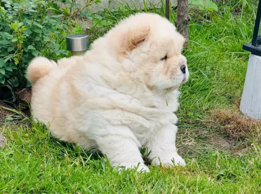 Chow chow kremowa suczka 2