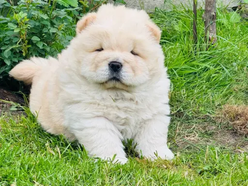 Chow chow kremowa suczka 1