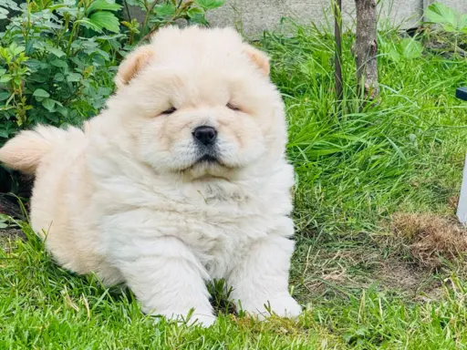 Chow chow kremowa suczka 3