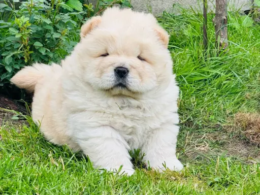 Chow chow kremowa suczka 4