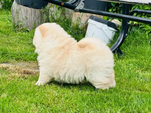Chow chow kremowa suczka 5