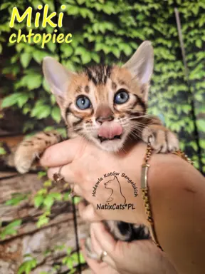 Kocięta Bengalskie , kotka bengalska, Kocurek bengalski 1