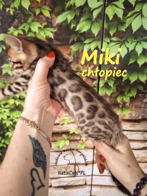Kocięta Bengalskie , kotka bengalska, Kocurek bengalski 5