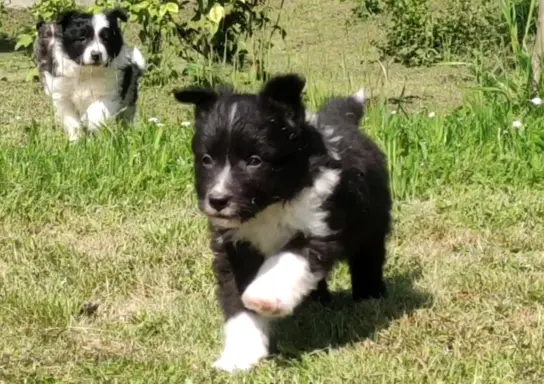 Pies Border Collie - Rasowy szczeniak z Hodowli, pełna dok. 2