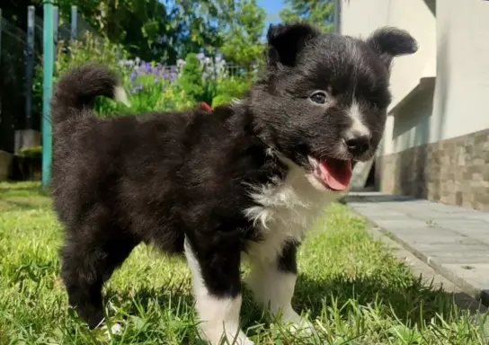 Pies Border Collie - Rasowy szczeniak z Hodowli, pełna dok. 3