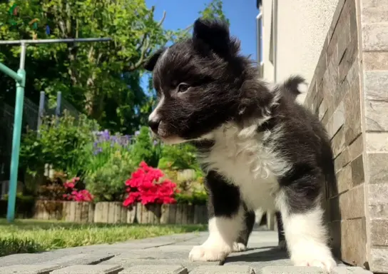 Pies Border Collie - Rasowy szczeniak z Hodowli, pełna dok. 1