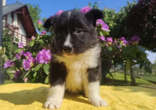 Pies Border Collie - Rasowy szczeniak z Hodowli, pełna dok. 5