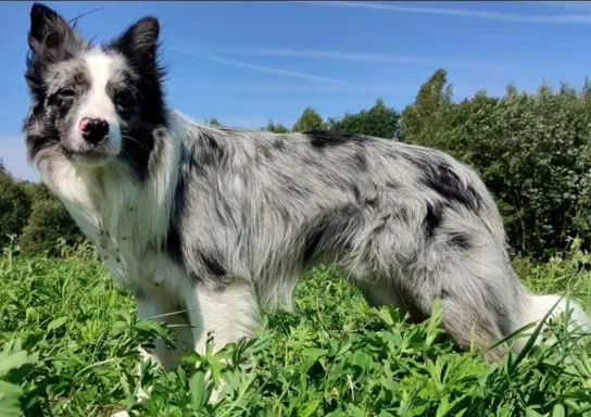 Reproduktor - Krycie - Border Collie 6