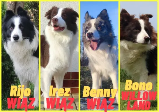 Reproduktor - Krycie - Border Collie 1