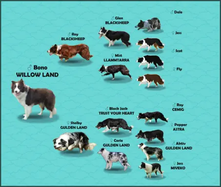 Reproduktor - Krycie - Border Collie 9