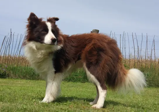 Reproduktor - Krycie - Border Collie 8
