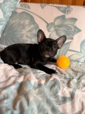 Buldog francuski gotowy do odbioru 4