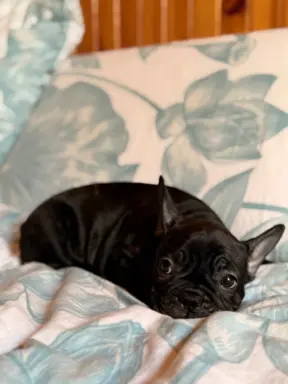 Buldog francuski gotowy do odbioru 2