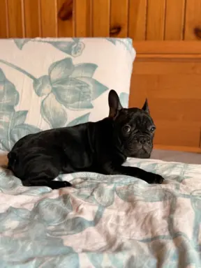 Buldog francuski gotowy do odbioru 5