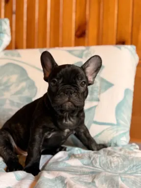 Buldog francuski gotowy do odbioru 1