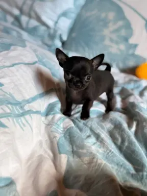 Chihuahua samiec XXS 2