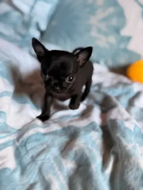 Chihuahua samiec XXS 4