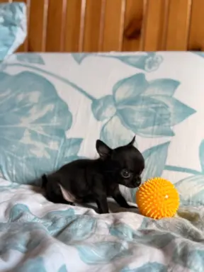 Chihuahua samiec XXS 5