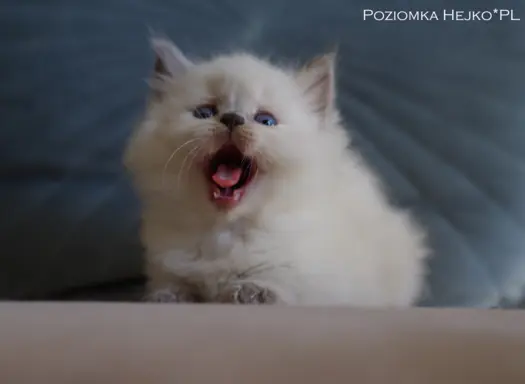 Kocięta KOTKI Ragdoll legalna profesjonalna hodowla FIFeFPL 7