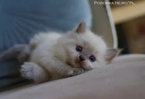 Kocięta KOTKI Ragdoll legalna profesjonalna hodowla FIFeFPL 6