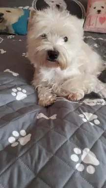 Oatatni Szczeniak samiec pies West Highland White Terrier 7
