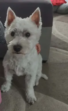 Oatatni Szczeniak samiec pies West Highland White Terrier 6