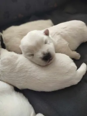 Oatatni Szczeniak samiec pies West Highland White Terrier 5