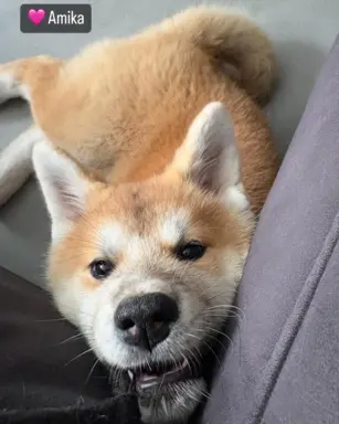 Cudowne pręgowane i czerwone szczenieta Akita Inu ZKwP  FCI 3