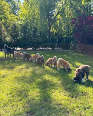 Cudowne pręgowane i czerwone szczenieta Akita Inu ZKwP  FCI 8