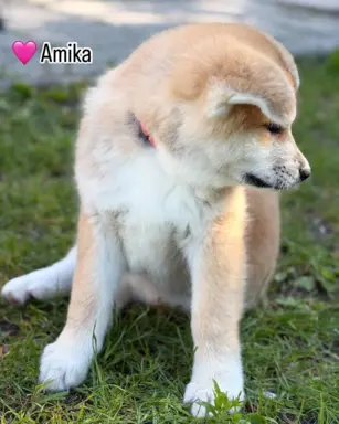Cudowne pręgowane i czerwone szczenieta Akita Inu ZKwP  FCI 9