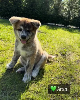 Cudowne pręgowane i czerwone szczenieta Akita Inu ZKwP  FCI 10