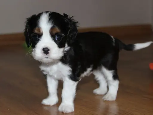 Szczeniak piesek Cavalier King Charles Spaniel 3
