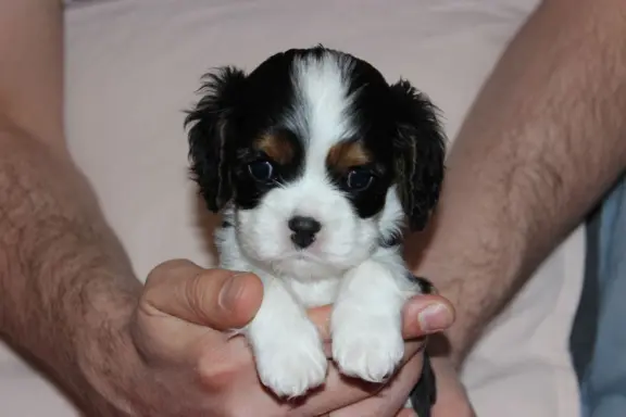 Szczeniak piesek Cavalier King Charles Spaniel 4